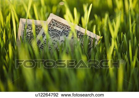 USA, New Jersey, Jersey City, Close-up view of dollar bills in grass View Large Photo Image Stock Image - USA, New Jersey, Jersey City, Close-up view of dollar bills in grass. Fotosearch