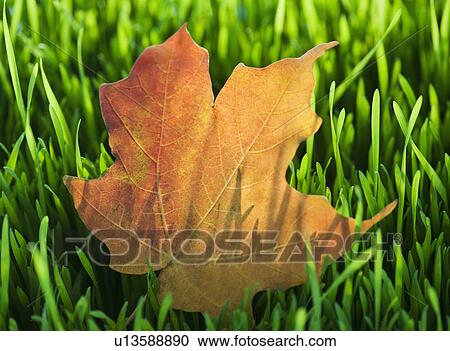 Stock Image - USA, New Jersey, Jersey City, Close-up view of autumn leaf in grass. Fotosearch
