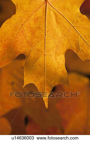 Stock Image - USA, New Jersey, Jersey City, Close-up view of autumn Maple leafs. Fotosearch