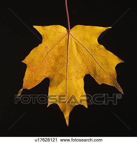 Stock Image - USA, New Jersey, Jersey City, Close-up view of autumn Maple leaf. Fotosearch