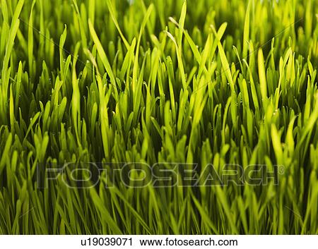 USA, New Jersey, Jersey City, Close-up full frame view of freshly cut grass View Large Photo Image Stock Image - USA, New Jersey, Jersey City, Close-up full frame view of freshly cut grass. Fotosearch