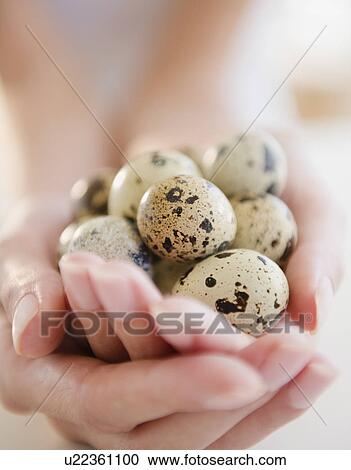 Stock Image - USA, New Jersey, Jersey City, Close-up view of woman's hands holding spotted quail eggs. Fotosearch