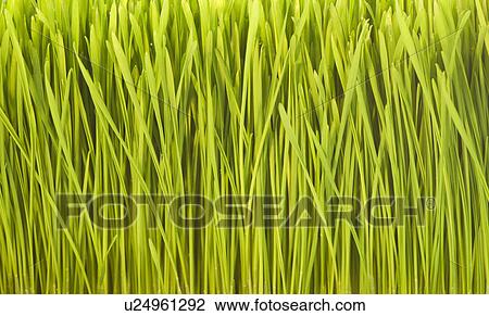 Stock Image - USA, New Jersey, Jersey City, Close-up full frame view of freshly cut grass. Fotosearch