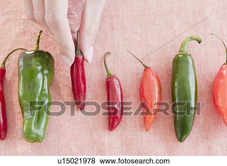 Stock Photo - USA, New Jersey, Jersey City, Close-up view of woman's hand with chili peppers. Fotosearch