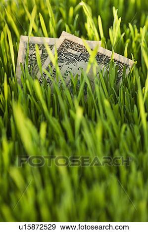 Stock Photo - USA, New Jersey, Jersey City, Close-up view of dollar bills in grass. Fotosearch