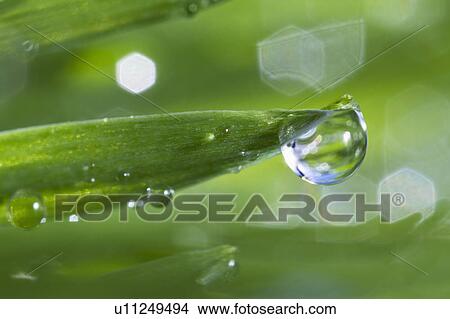 Picture - USA, New Jersey, Jersey City, Drop on blade of grass. Fotosearch