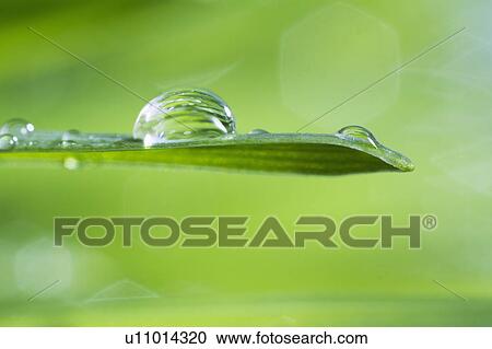 USA, New Jersey, Jersey City, Drop on blade of grass View Large Photo Image Stock Image - USA, New Jersey, Jersey City, Drop on blade of grass. Fotosearch