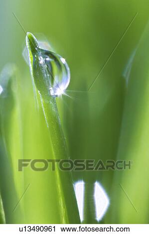 USA, New Jersey, Jersey City, Drop on blade of grass View Large Photo Image Stock Image - USA, New Jersey, Jersey City, Drop on blade of grass. Fotosearch