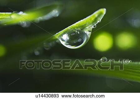 Stock Image - USA, New Jersey, Jersey City, Drop on blade of grass. Fotosearch