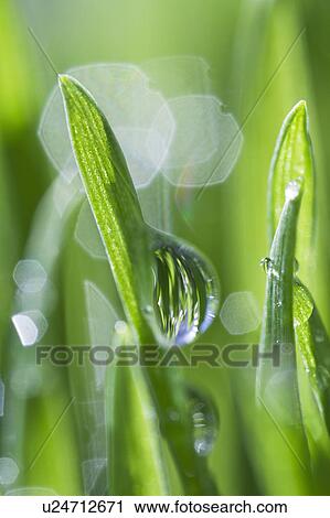 Stock Image - USA, New Jersey, Jersey City, Drop on blade of grass. Fotosearch