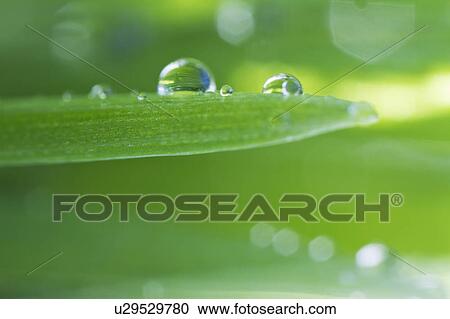 Stock Image - USA, New Jersey, Jersey City, Drop on blade of grass. Fotosearch