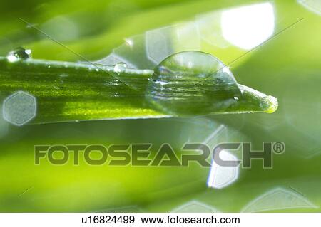 Stock Photo - USA, New Jersey, Jersey City, Drop on blade of grass. Fotosearch