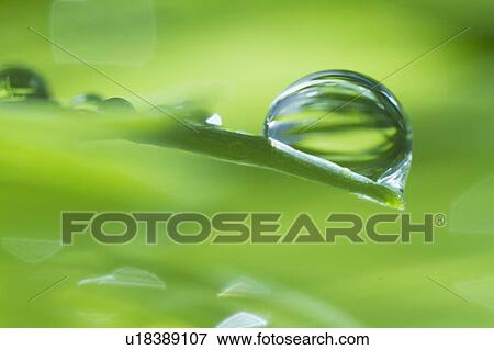 USA, New Jersey, Jersey City, Drop on blade of grass View Large Photo Image Stock Photo - USA, New Jersey, Jersey City, Drop on blade of grass. Fotosearch