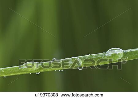 Stock Photo - USA, New Jersey, Jersey City, Drop on blade of grass. Fotosearch