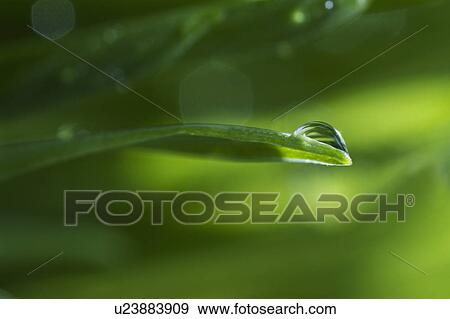 USA, New Jersey, Jersey City, Drop on blade of grass View Large Photo Image Stock Photo - USA, New Jersey, Jersey City, Drop on blade of grass. Fotosearch