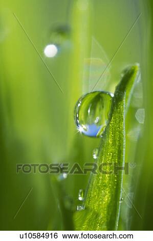 USA, New Jersey, Jersey City, Drop on blade of grass View Large Photo Image Stock Photograph - USA, New Jersey, Jersey City, Drop on blade of grass. Fotosearch