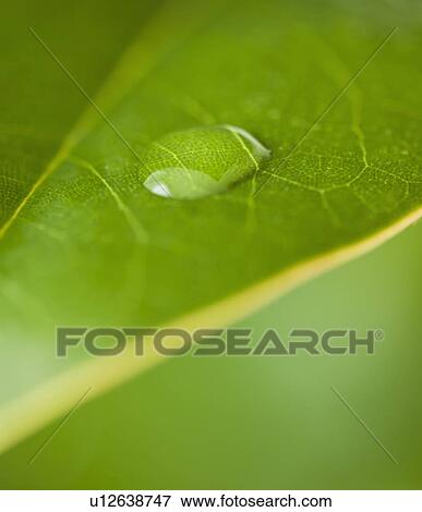 Stock Photo - USA, New Jersey, Jersey City, Extreme close-up view dew of leaf. Fotosearch