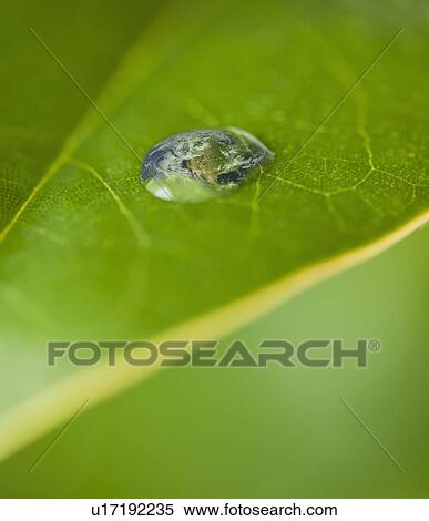 USA, New Jersey, Jersey City, Extreme close-up view dew of leaf View Large Photo Image Stock Photography - USA, New Jersey, Jersey City, Extreme close-up view dew of leaf. Fotosearch