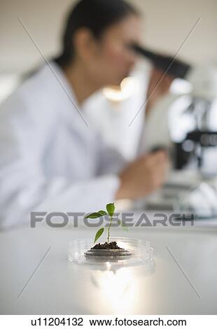 USA, New Jersey, Jersey City, Female scientist using microscope behind seedling View Large Photo Image Stock Image - USA, New Jersey, Jersey City, Female scientist using microscope behind seedling. Fotosearch