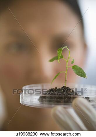 USA, New Jersey, Jersey City, Female scientist holding seedling in petri dish View Large Photo Image Stock Image - USA, New Jersey, Jersey City, Female scientist holding seedling in petri dish. Fotosearch