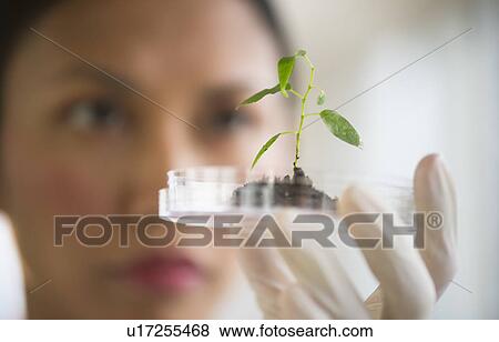 Stock Photo - USA, New Jersey, Jersey City, Female scientist holding seedling in petri dish. Fotosearch