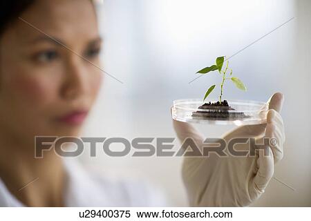 Stock Photography - USA, New Jersey, Jersey City, Female scientist holding seedling in petri dish. Fotosearch