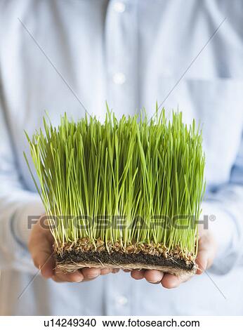 Stock Image - USA, New Jersey, Jersey City, Man holding growing grass in front of him. Fotosearch