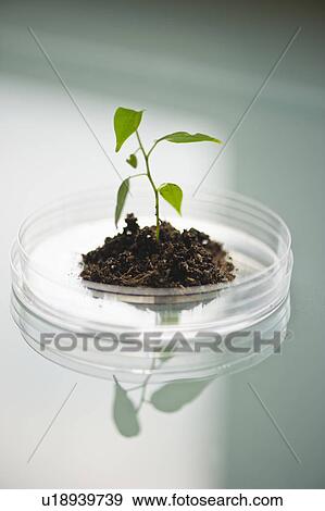 Stock Photo - USA, New Jersey, Jersey City, Seedling growing in petri dish. Fotosearch