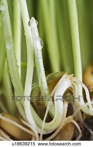 Stock Photography - USA, New Jersey, Jersey City, Water drop on sprouts. Fotosearch
