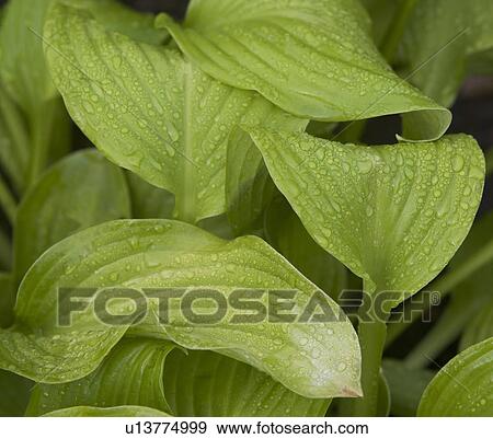 USA, New York City, close-up of leaves View Large Photo Image Stock Photo - USA, New York City, close-up of leaves. Fotosearch