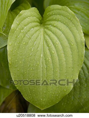 Stock Photo - USA, New York City, close-up of leaves. Fotosearch
