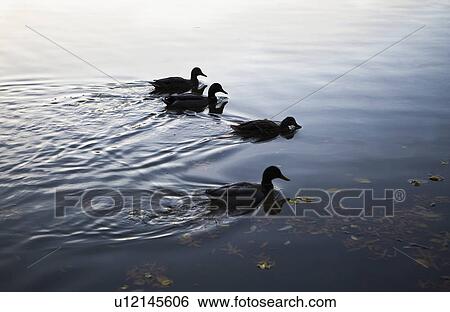 USA, New York City, ducks on lake View Large Photo Image Stock Photograph - USA, New York City, ducks on lake. Fotosearch