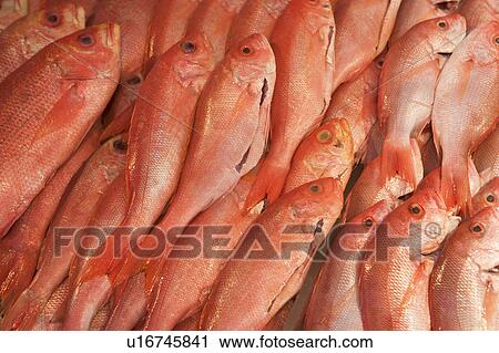 Stock Image - USA, New York City, heap of raw salmon. Fotosearch
