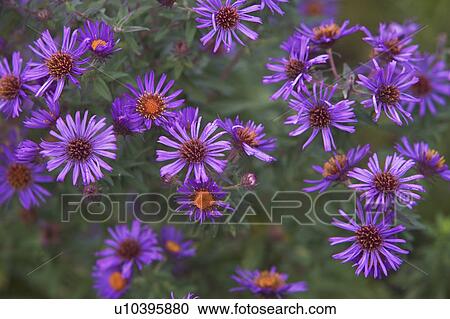 USA, New York City, purple flowers View Large Photo Image Stock Image - USA, New York City, purple flowers. Fotosearch