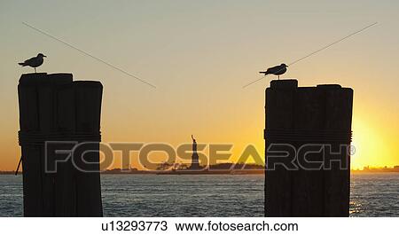 USA, New York City, Staten Island, Silhouette of seagulls with Statue of Liberty in background View Large Photo Image Stock Image - USA, New York City, Staten Island, Silhouette of seagulls with Statue of Liberty in background. Fotosearch