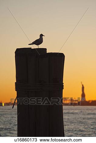 USA, New York City, Staten Island, Silhouette of seagull with Statue of Liberty in background View Large Photo Image Stock Image - USA, New York City, Staten Island, Silhouette of seagull with Statue of Liberty in background. Fotosearch