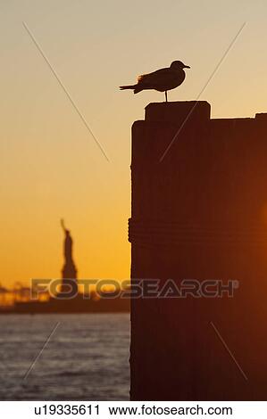 USA, New York City, Staten Island, Silhouette of seagull with Statue of Liberty in background View Large Photo Image Stock Image - USA, New York City, Staten Island, Silhouette of seagull with Statue of Liberty in background. Fotosearch