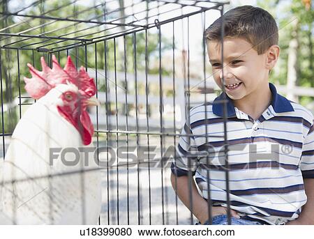 USA, New York, Flanders, Boy (8-9) standing in front of cage with rooster View Large Photo Image Stock Image - USA, New York, Flanders, Boy (8-9) standing in front of cage with rooster. Fotosearch