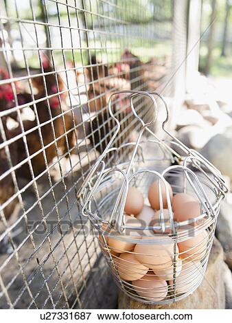 Stock Photo - USA, New York, Flanders, Eggs in metal basket by hen house. Fotosearch