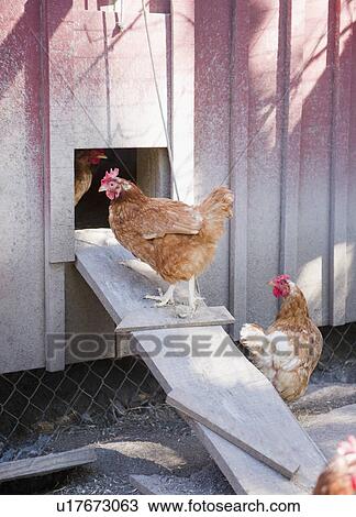 Stock Image - USA, New York, Flanders, Hens entering hen house. Fotosearch