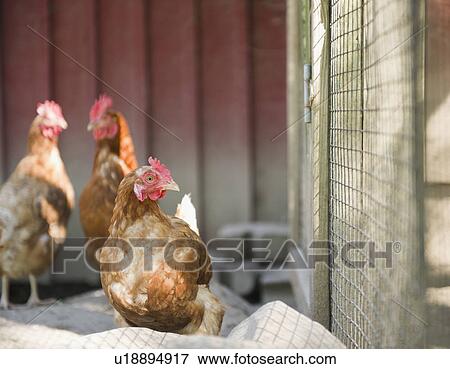 Stock Photo - USA, New York, Flanders, Hens in hen house. Fotosearch
