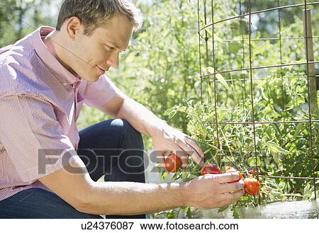 Stock Photo - USA, New York, Flanders, Mid adult man picking tomatoes in garden. Fotosearch