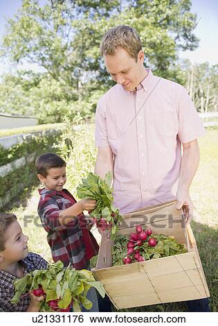 USA, New York, Flanders, Two boys (4-5, 8-9) with father picking radish in garden View Large Photo Image Stock Photograph - USA, New York, Flanders, Two boys (4-5, 8-9) with father picking radish in garden. Fotosearch