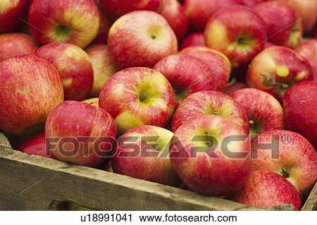 Stock Image - USA, New York, New York City, Apples in crate. Fotosearch
