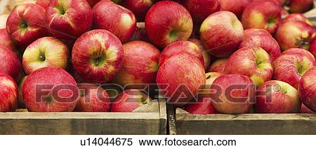 USA, New York, New York City, Apples in crate View Large Photo Image Stock Photography - USA, New York, New York City, Apples in crate. Fotosearch