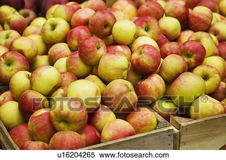 Stock Photography - USA, New York, New York City, Apples in crate. Fotosearch