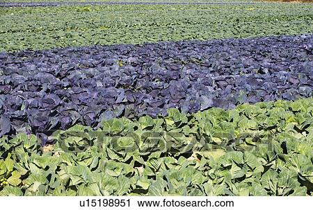 Stock Image - USA, New York, Peconic, cabbage farm. Fotosearch