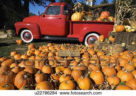 USA, New York, Peconic, pumpkin farm with pickup truck View Large Photo Image Picture - USA, New York, Peconic, pumpkin farm with pickup truck. Fotosearch