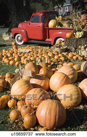 Stock Photo - USA, New York, Peconic, pumpkin farm with pickup truck. Fotosearch