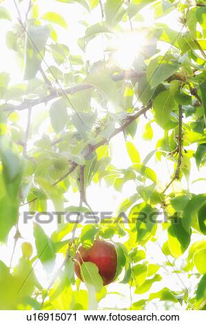USA, New York State, Hudson, Apple growing on tree in orchard View Large Photo Image Stock Image - USA, New York State, Hudson, Apple growing on tree in orchard. Fotosearch